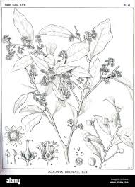 Image result for Scolopia mundii