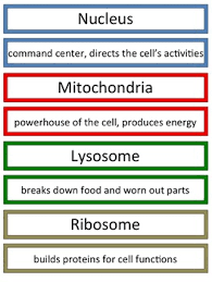 Lets Build An Animal Cell Anchor Chart