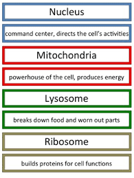 lets build an animal cell anchor chart