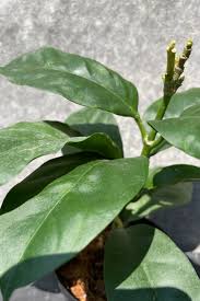 Image result for hoya multiflora