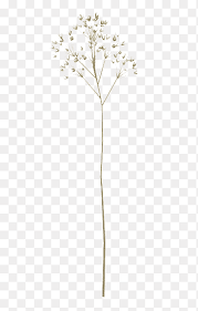 Dried Flower Sticks Free Buckle Decoration Png Pngegg Find the best aesthetic wallpapers on wallpaperaccess. dried flower sticks free buckle