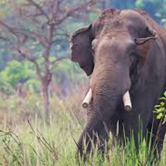 Assam Elephant: ধানখেতে গজরাজের রহস্যমৃত্যু, নিছক দুর্ঘটনা নাকি চোরাশিকারের থাবা? | Aaro Ananda