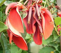 Image result for Erythrina crista-galli