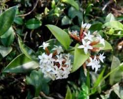 Image result for Hexalobus mossambicensis