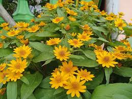 Image result for Aspilia