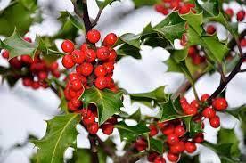 Winter Holly Berries Holly Bush Holly Tree Christmas Plants