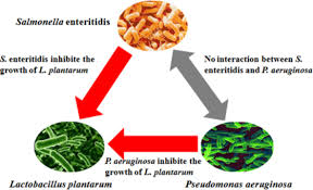 During in the 1980s, se emerged as an important cause of human illness in the united. Modeling The Interactions Among Salmonella Enteritidis Pseudomonas Aeruginosa And Lactobacillus Plantarum Chen 2020 Journal Of Food Safety Wiley Online Library