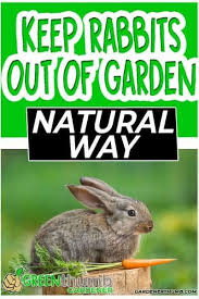Watch this there are several natural ways to keep your garden away from bunnies. Keep Rabbits Out Of Garden 10 Tips The Natural Way Keep Rabbits Out Of Garden Vegetable Garden For Beginners Diy Natural Products