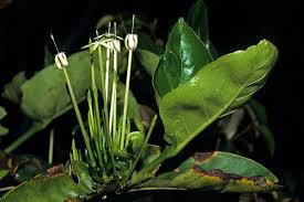 Image result for Oxyanthus latifolius