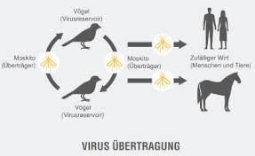 Die entzündung kann auf das gehirn beschränkt bleiben oder sich auf meningen und rückenmark ausdehnen. Tropeninstitut Tropenkrankheiten West Nile Fieber