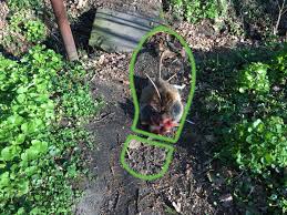 Wurmkur Katzen Regelmassig Entwurmen Katzenleben 7 9