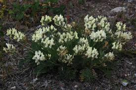 Image result for Rhynchosia sordida