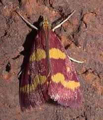 Image result for Pyrausta aerealis