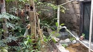 Cara aman menangkap burung dari kandang aviary om kicau from omkicau.com yang dimaksud dengan sistem kandang postal ini yaitu sebuah kandang tanpa tempat pengumbaran, jadi ayam akan tetap berada dalam kandang beralaskan litter. Sangkar Burung Alam Liar 799 000 Mp3