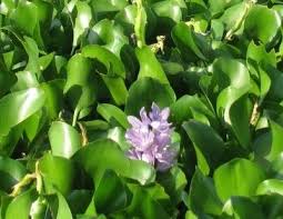 Pin On Aquatic Vegetation