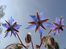 These flowers are males and won't produce fruit. Borage Wikipedia