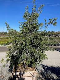 Image result for Rhamnus staddo