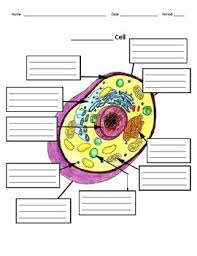We did not find results for: Plant And Animal Cells Structure And Function Manipulative And Diagrams