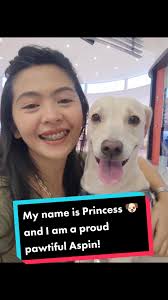 Meet Princess: The Proud Smart Aspin Dog