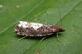 Image result for Telechrysis tripuncta