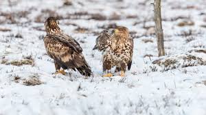 Kungsörn (aquila chrysaetos) är en rovfågel som tillhör familjen accipitridae, och som förekommer på norra halvklotet i eurasien, nordamerika och delar av afrika.som hos många rovfåglar är honorna större än hanarna. Kungsorn Och Havsorn Amazing Nature Scandinavia
