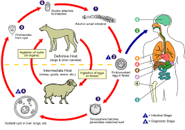 Life Cycle