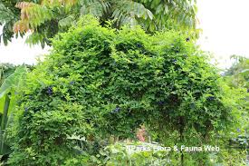 Image result for Clitoria ternatea