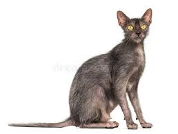 See more ideas about werewolf cat, lykoi cat, lykoi. Lykoi Cat Stock Photo Image Of Grey Isolated People 109020490
