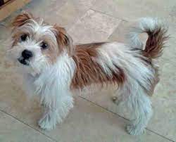 They generally resemble a jack russell. Jack Russell Shih Tzu Mix Welpen Novocom Top