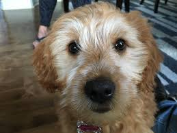 I have a goldendoodle puppy that is 9 weeks old. Some Potty Training Tips And Secrets Help A Goldendoodle Puppy Learn To Stop Having Accidents Dog Gone Problems