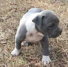 Xl blue nose pitbull puppies. Pennysaver Pit Bull In Los Angeles