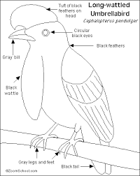 Read more information about the umbrella bird » Umbrellabird Printout Enchantedlearning Com
