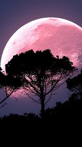Download hd moon wallpapers best collection. Pink Moon Wallpapers Top Free Pink Moon Backgrounds Wallpaperaccess