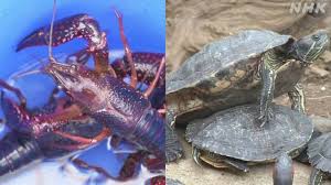 Maybe you would like to learn more about one of these? ã¢ã¡ãªã«ã¶ãªã¬ããªã©å¤æ¥ç¨® è¦å¶ã®ä»çµã¿å¿è¦ æè¨ã¾ã¨ã¾ã ç'°å¢ Nhkãã¥ã¼ã¹