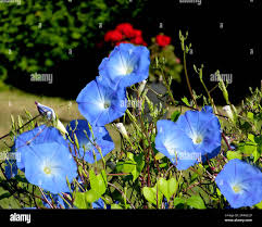 Image result for Ipomoea violacea