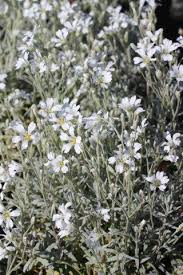 Image result for Cerastium