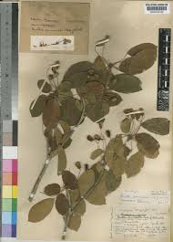 Image result for Burttia