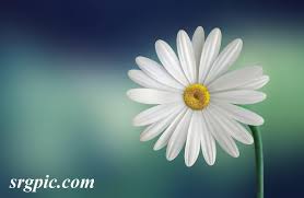 We did not find results for: Hd Wallpapers For Laptop Download Wallpaper Laptop 2020 Srgpic