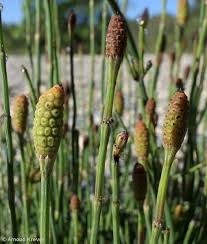 Image result for Equisetum ramosissimum