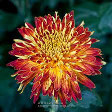 Decorative Chrysanthemums Chrysanthemum Beautiful Flowers Flowers