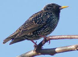 Here's how you can keep repair and maintenance costs down by making solar panels inaccessible to pests. Starling Control How To Get Rid Of Starlings Bird Barrier