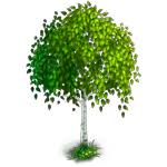 Free ash tree coloring pages for kids to download or to print. Elm Tree Coloring Pages For Kids Free Printable Elm Tree Coloring Pages