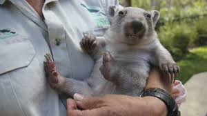 Baby wombat and baby kangaroo. Orphaned Baby Wombat Melts Hearts In Australia Abc7 Chicago