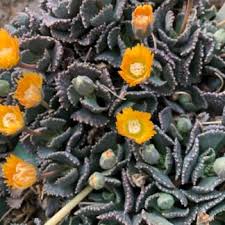 Image result for Nananthus vittatus