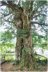 湯草カヤの木