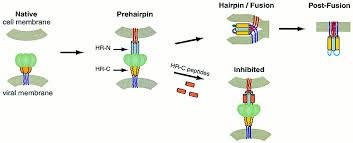 Most people (including infants) usually develop only mild disease similar to that of a common cold, with congestion, runny nose, and cough. Structural Characterization Of The Human Respiratory Syncytial Virus Fusion Protein Core Pnas