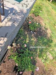 We did not find results for: Rock Herbs Azomite Kelp Crack Corn For Flower Disease Resistance