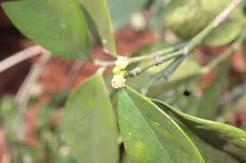 Image result for Suregada