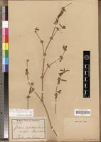 Image result for Justicia heterocarpa