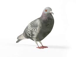 Grey Pigeon By Evermotion Highly Detailed Model Of Pigeon With All Textures Shaders And Materials It Is Ready To Use Just Put It Into Your Scene Model From